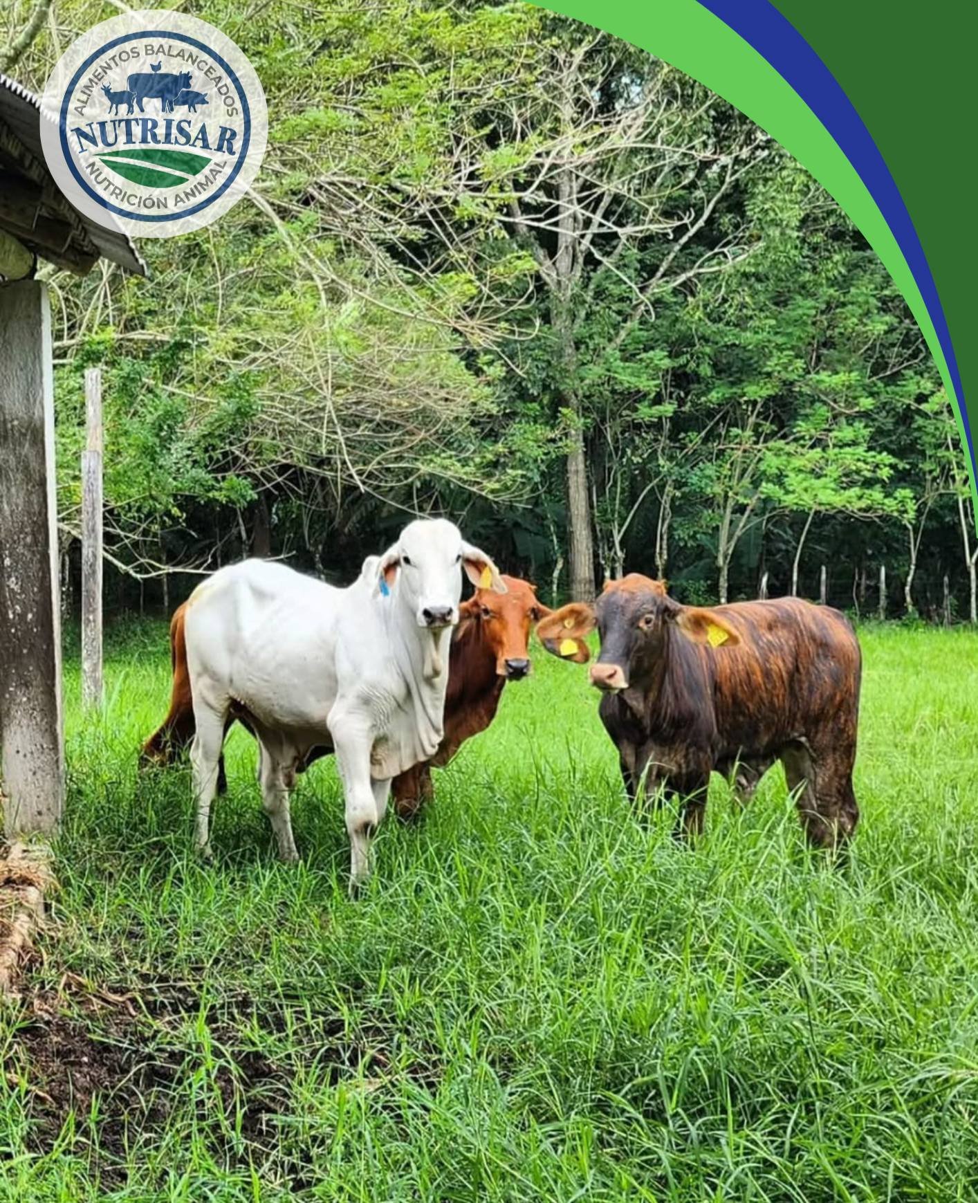 Nutrisar — imagen 4